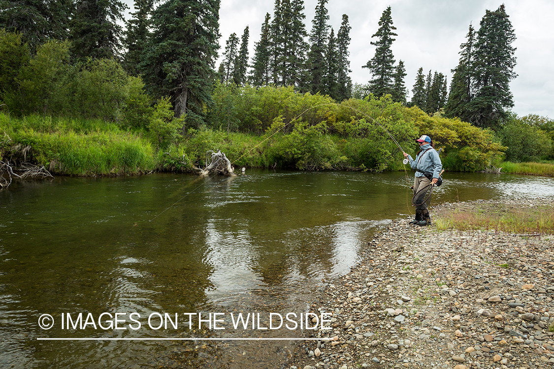 Flyfisher Camille Egdorf fighting fish on Nushagak river, Alaska.