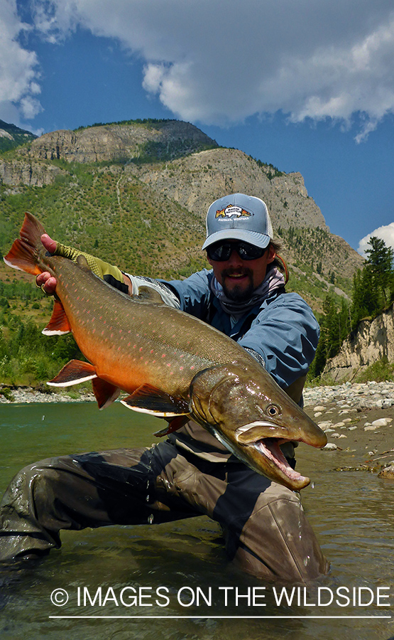 Flyfisherman releasing bull trout.