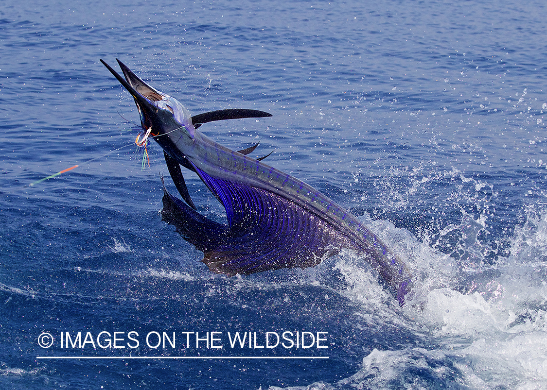 Sailfish jumping out of water.