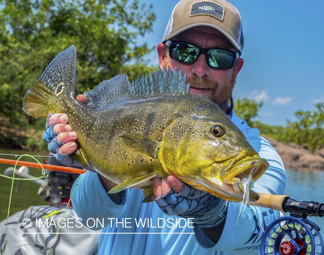 Flyfisherman with peacock bass on Amazon River in Venezuela.