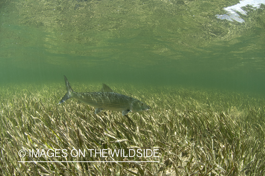 Flyfisherman releasing bonefish.