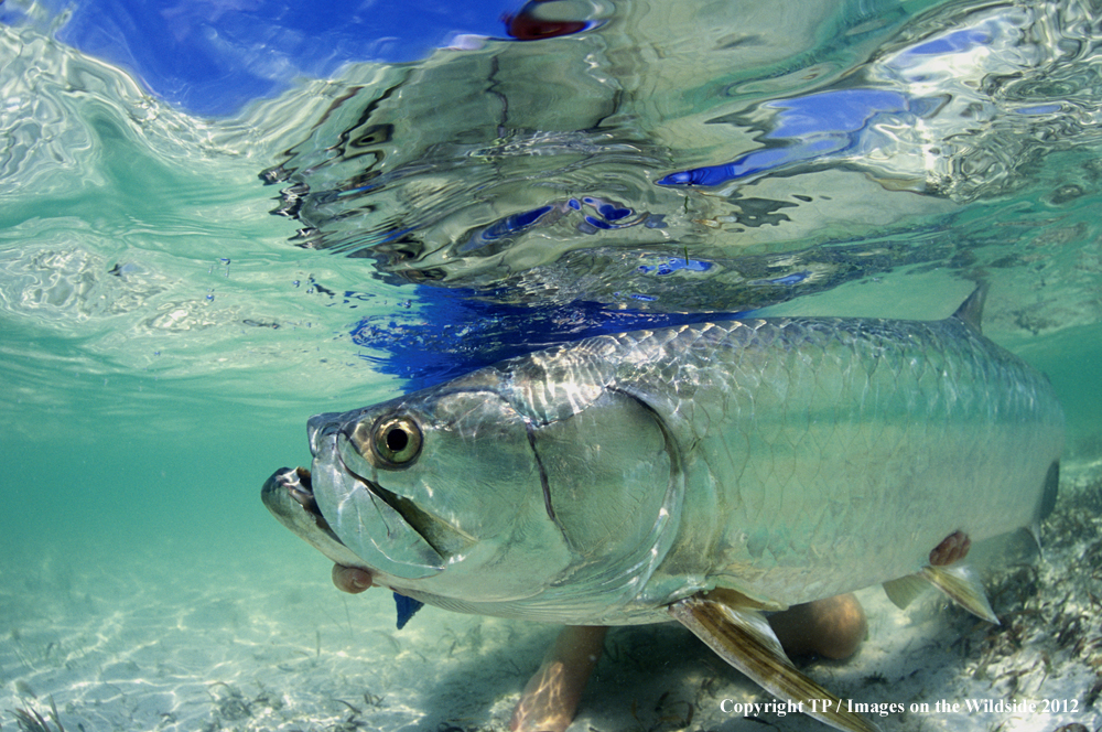 Fisherman releasing Tarpon. 