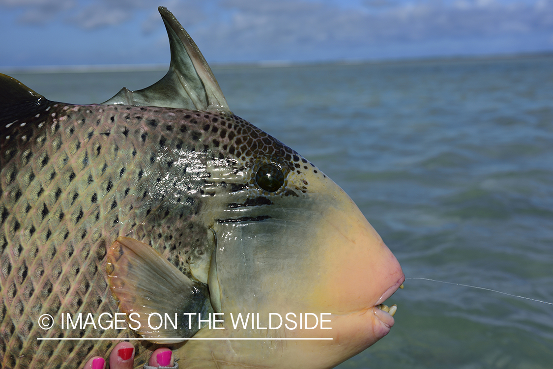 Woman with Peachy Triggerfish.