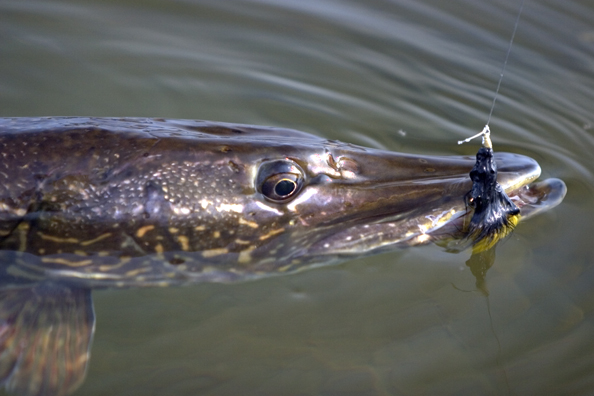 Northern pike on fly.