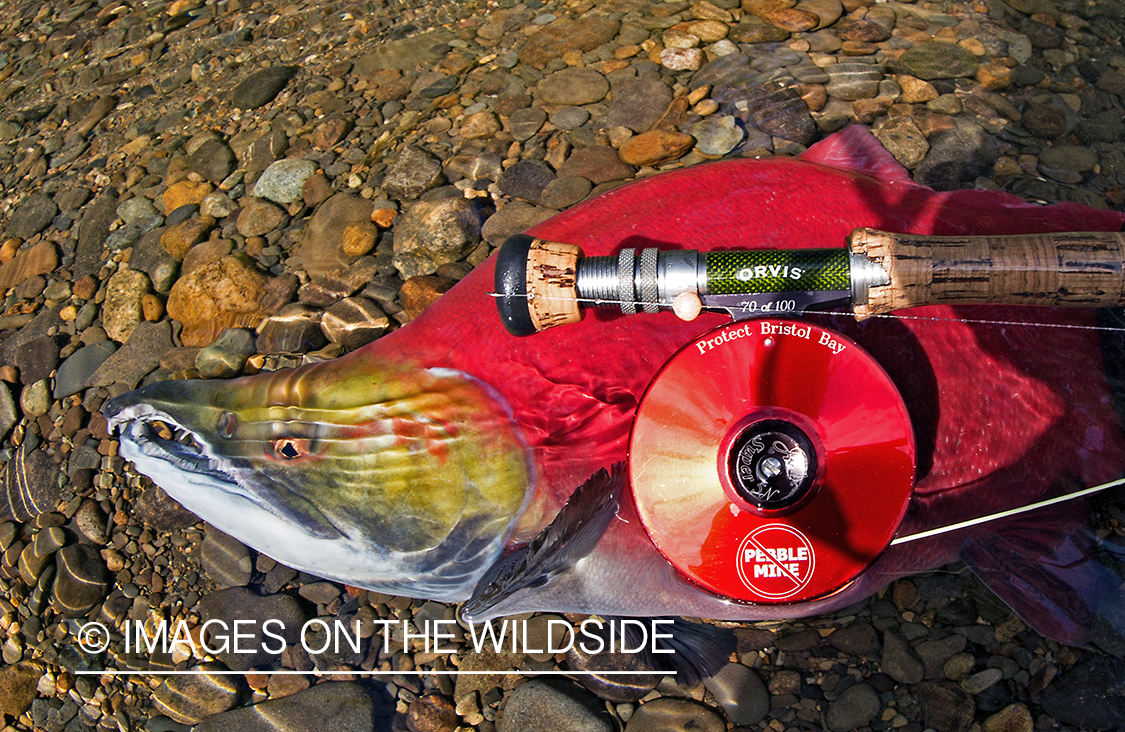 Alaskan Sockeye Salmon (Bristol Bay, Alaska)