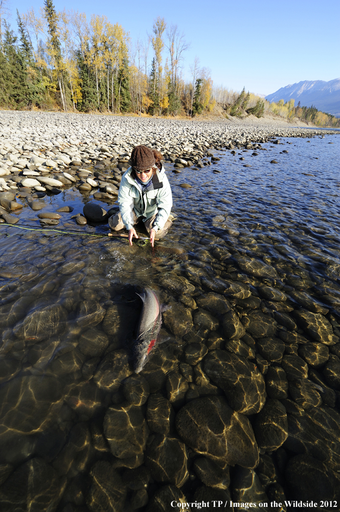 Fisherwoman releasing Steelhead. 