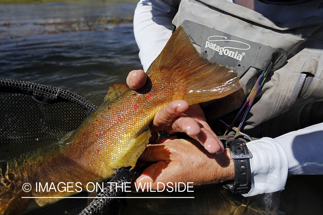 Flyfisherman releasing brown trout.