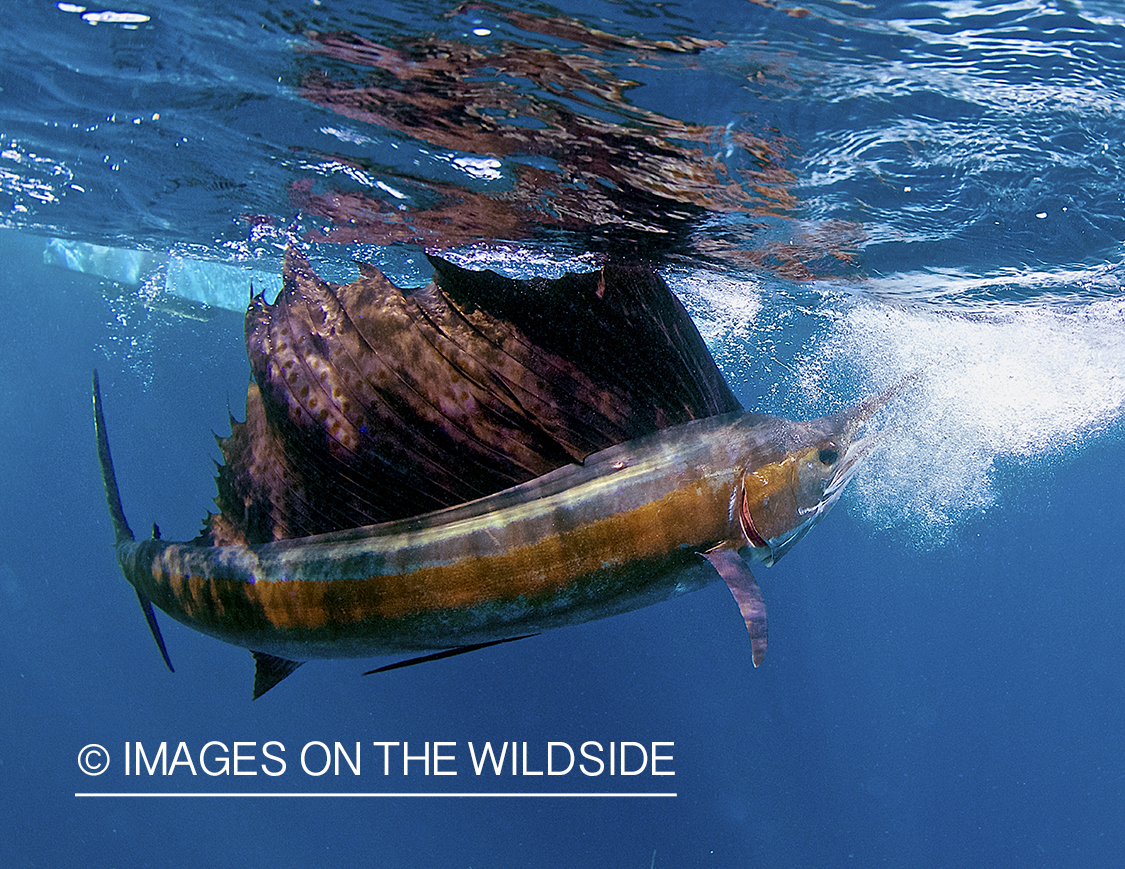 Sailfish hunting bait fish in open ocean.