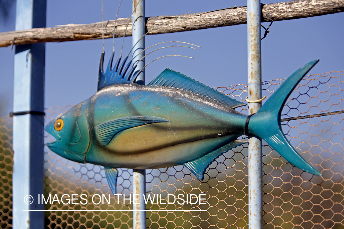 Chasing roosterfish on Baja Peninsula, Mexico.