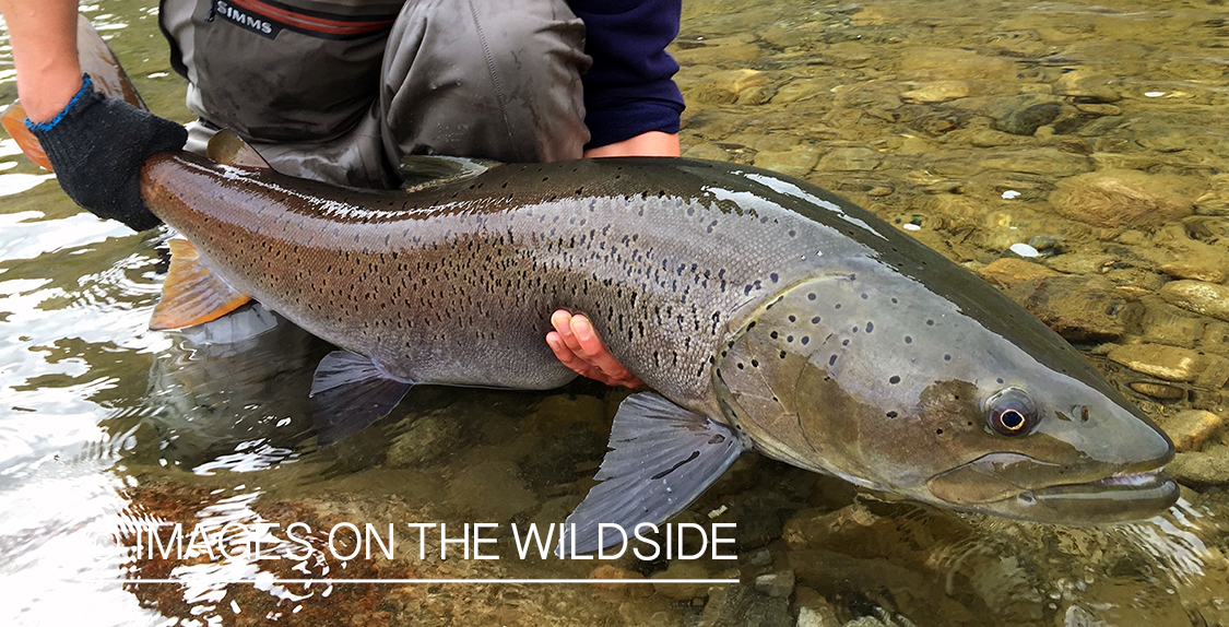 Fly fisherman with large Taimen.