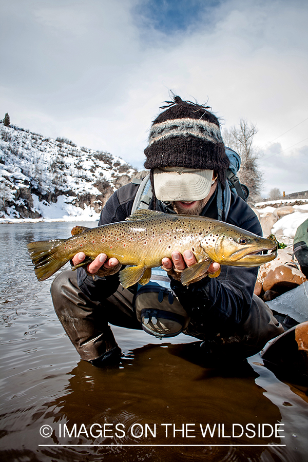 Flyfisherman releasing brown trout.