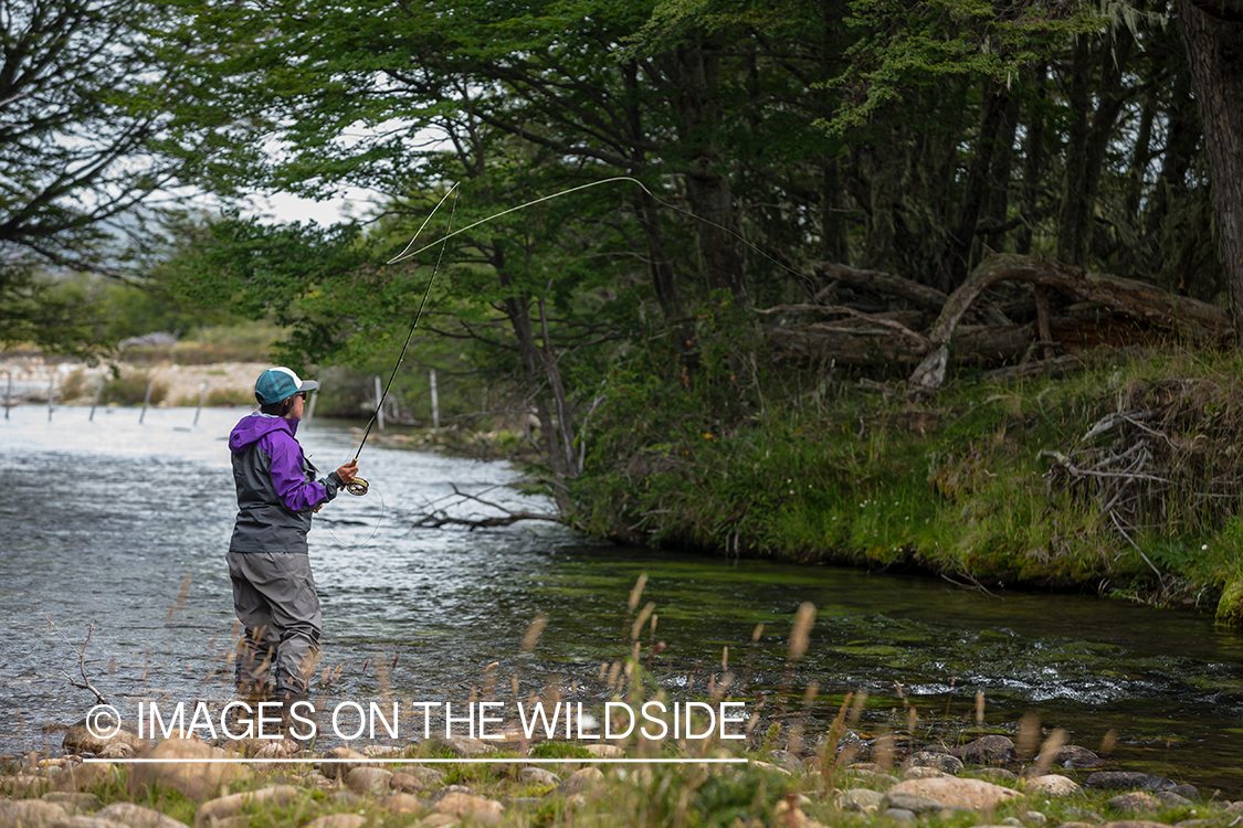 Woman fly fishing guide(Marcela Appelhanz) on stream.