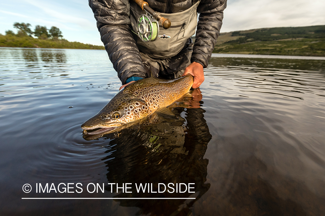 Flyfisherman releasing trout.