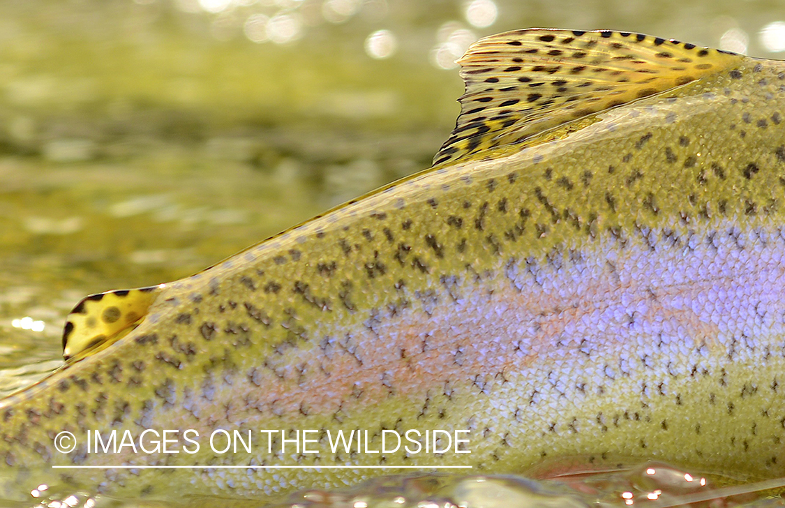 Rainbow closeup.