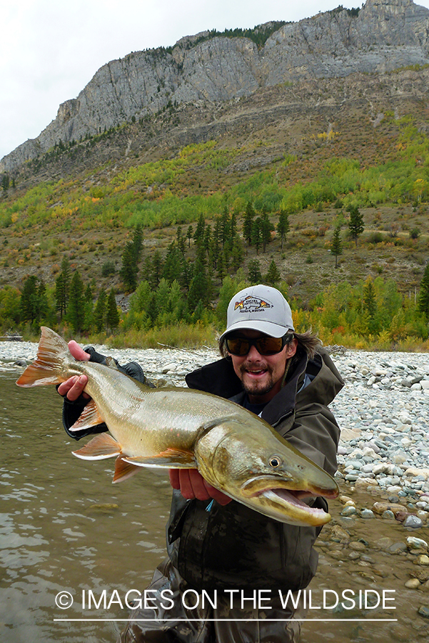 Flyfisherman with bull trout.