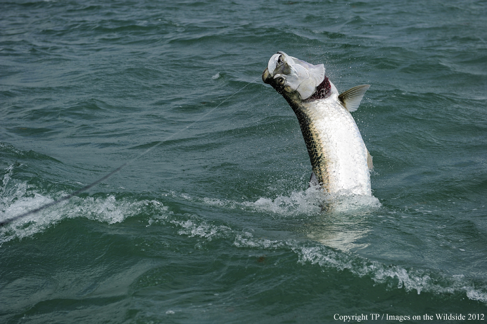 Tarpon jumping out of water. 