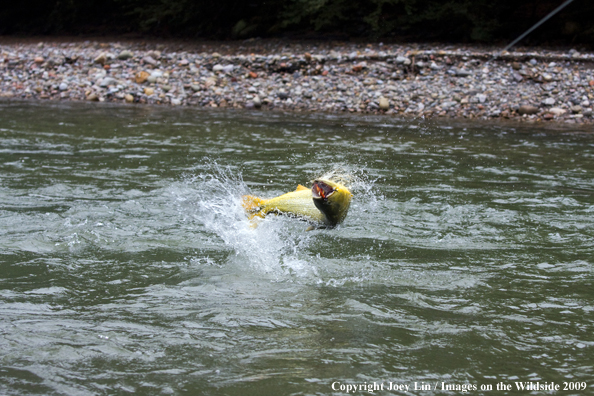 Leaping Golden Dorado