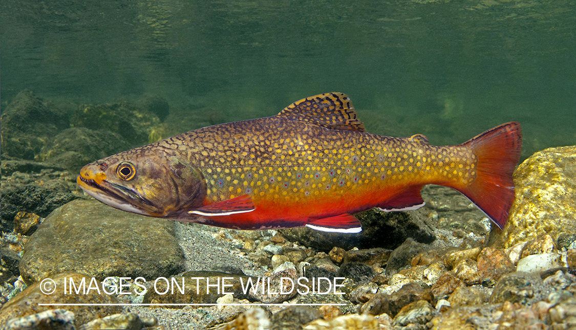 Brook trout in Montana.