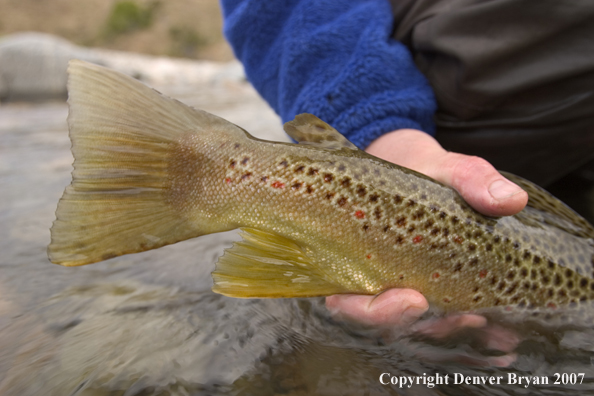 Flyfisherman holding brown trout (closeup of tail).