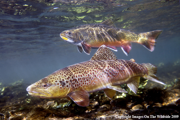 Brown Trout with Brook Trout