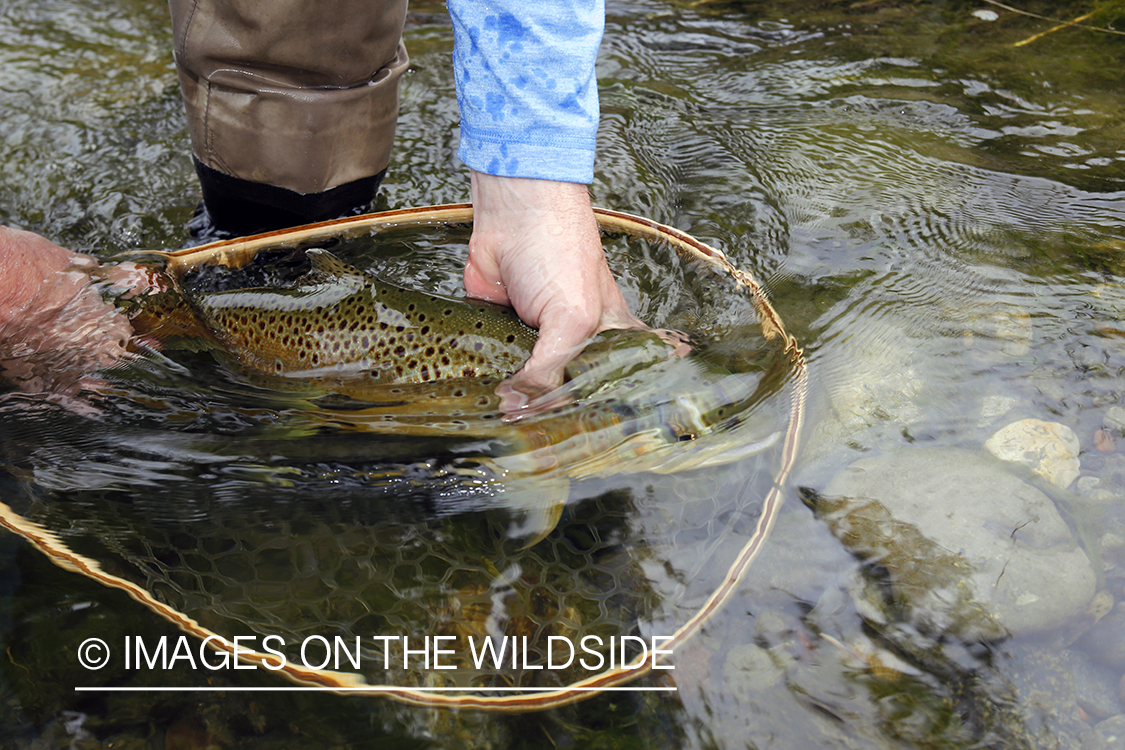 Flyfisherman with Brown Trout.