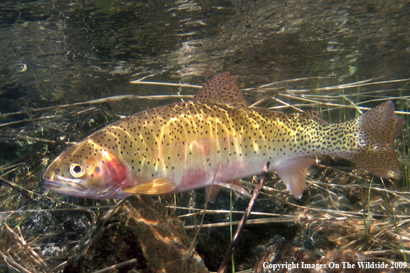 Westslope Cutthroat Trout