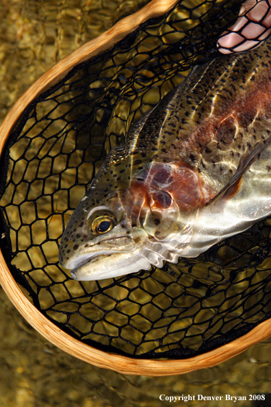 Rainbow trout in habitat