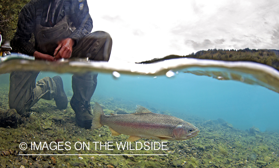 Rainbow Trout in the water.