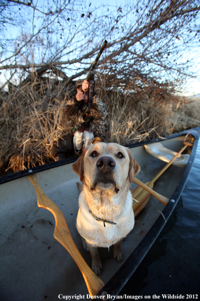 Duck hunter with yellow labrador retriever in canoe. 