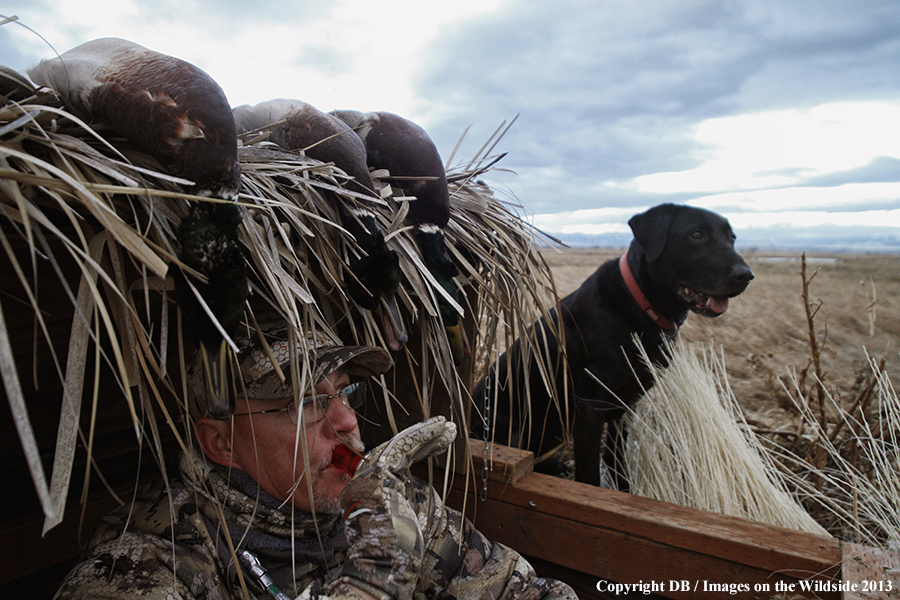 Waterfowl hunter in blind with black labrador retriever.