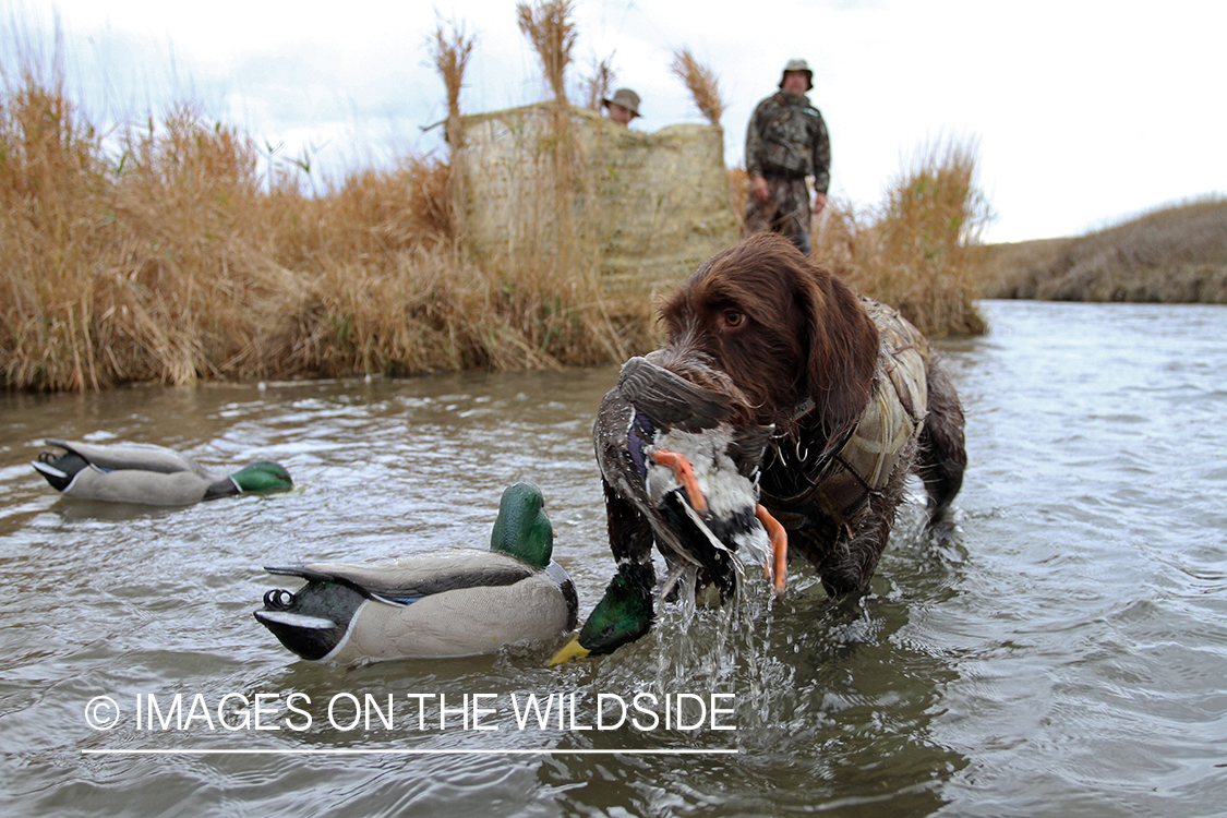 German wirehair pointer retrieving duck.