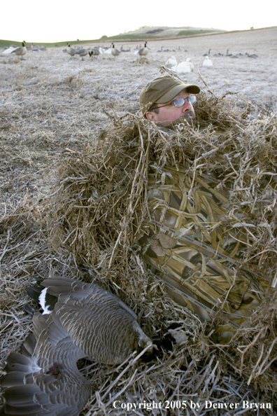 Goose hunter in blind with decoys in background.