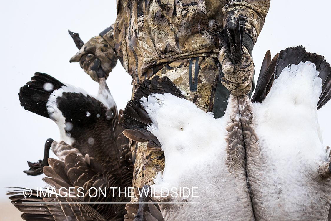 Hunter with bagged Canada geese.