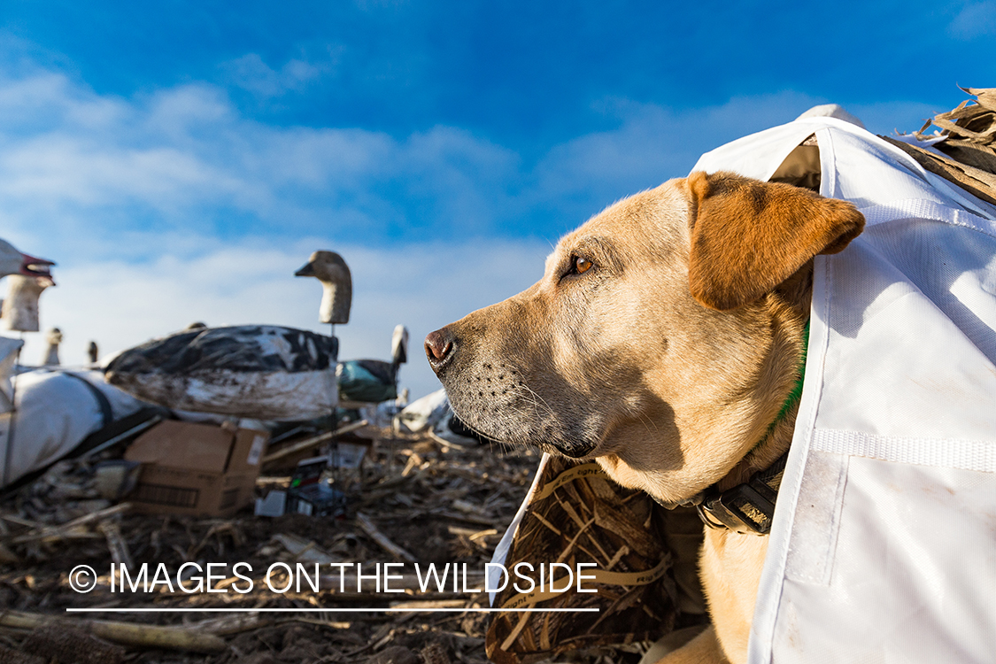 Yellow lab in field with decoys.