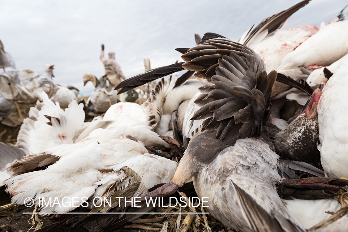 Bagged snow geese.