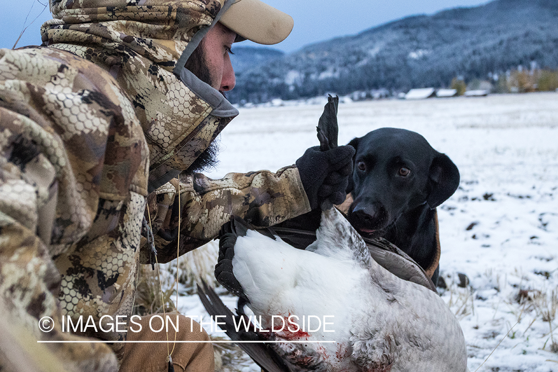 Hunter retrieving bagged goose from black lab.