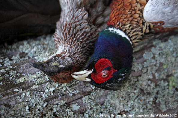 Bagged Erkel and Pheasant. 