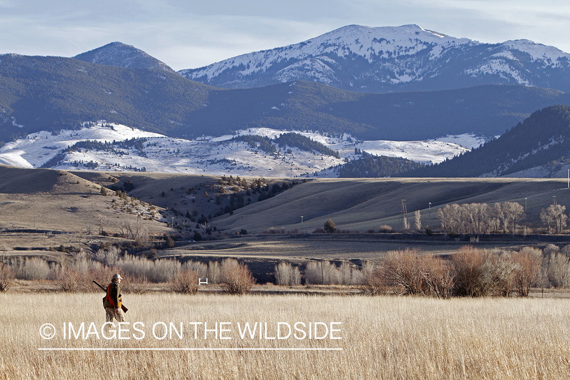 Pheasant hunter in field.