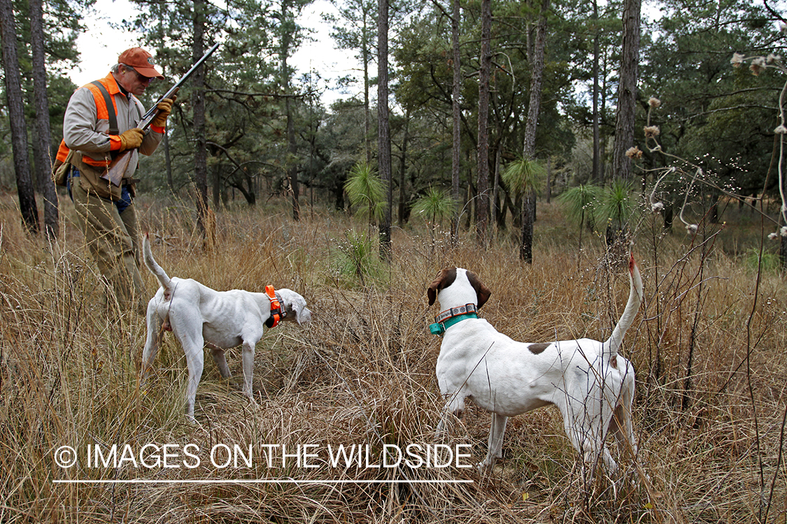 Bobwhite quail hunter in field with english pointers.