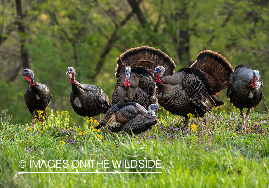 Turkey with decoy.