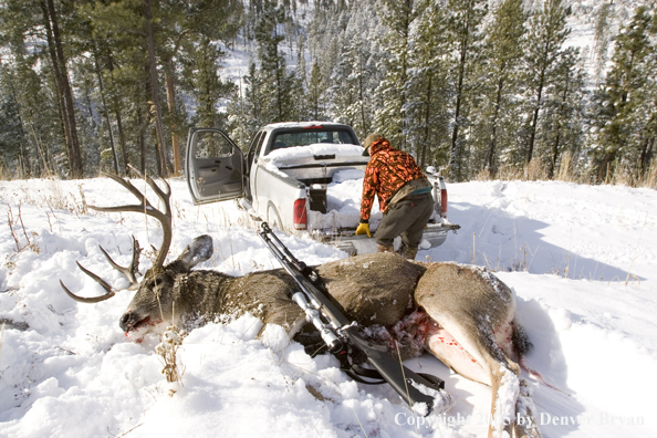 Mule deer hunter preparing to load bagged buck in truck.