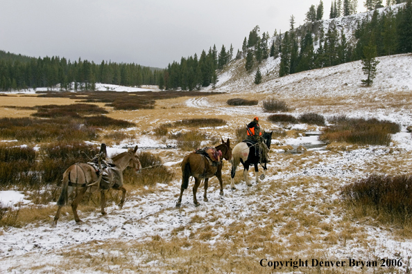 Elk hunter with bagged elk on mule packstring.  