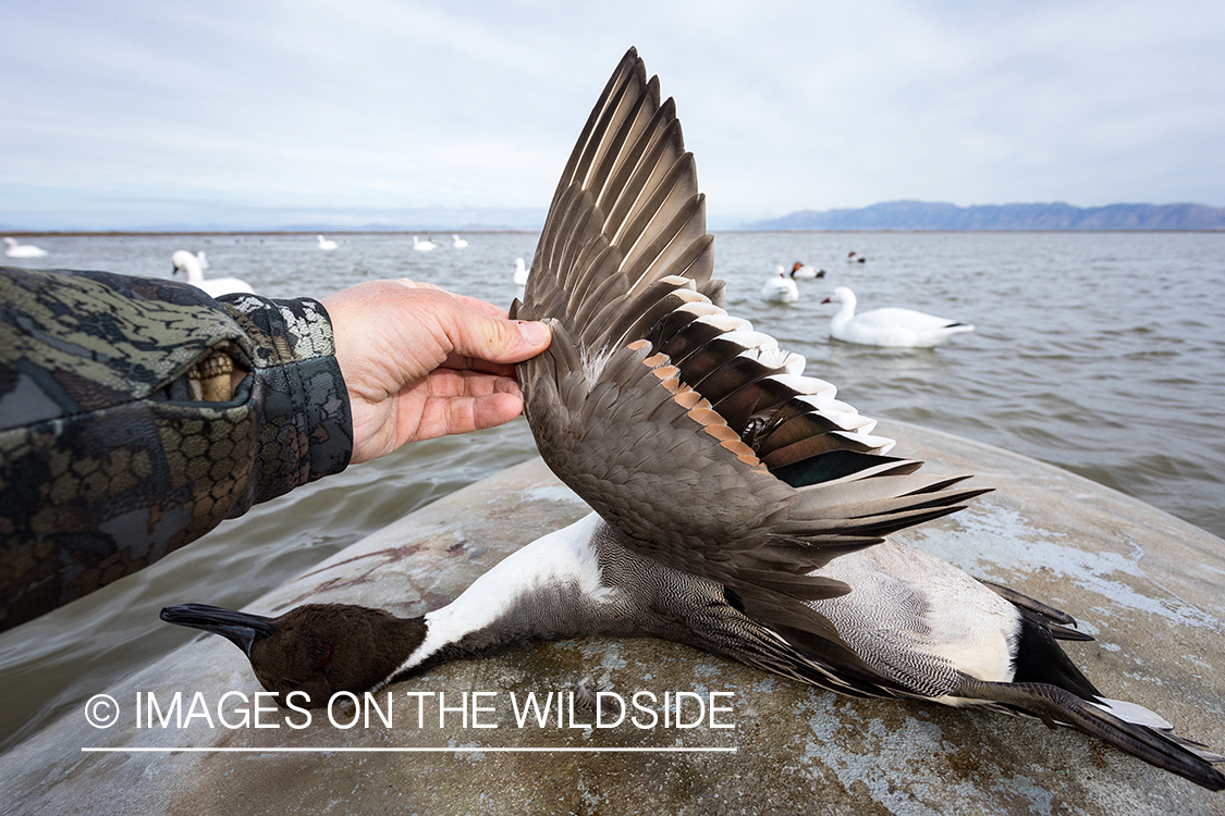 Bagged Pintail duck.