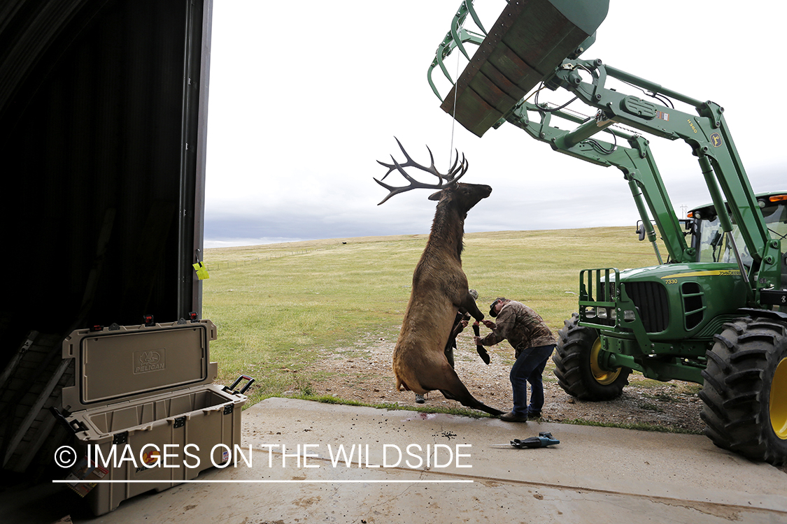 Hunters butchering bull elk. 