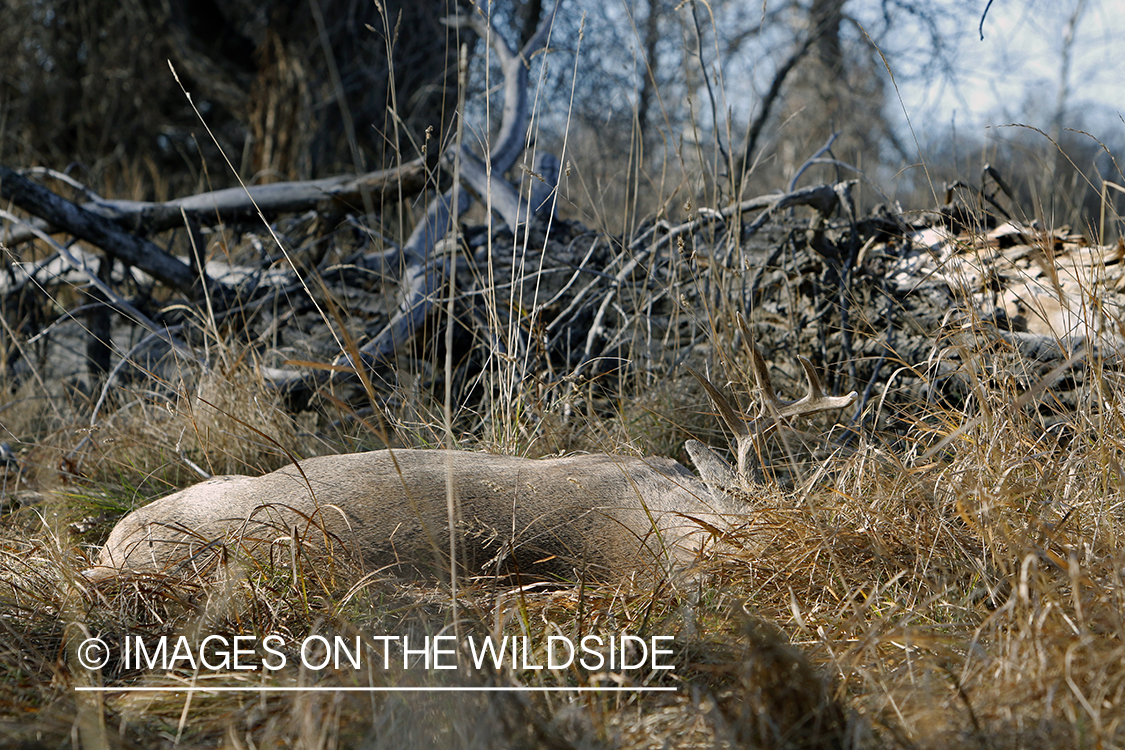 Bagged/downed white-tailed buck in field.