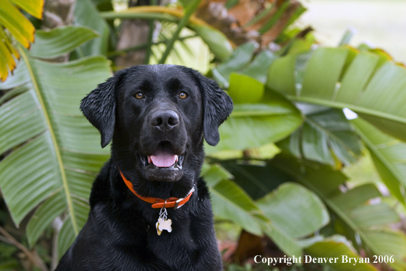 Black Labrador Retriever. 