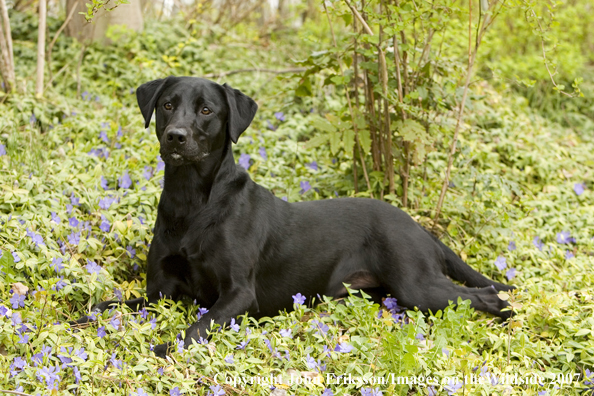 Black Labrador Retriever