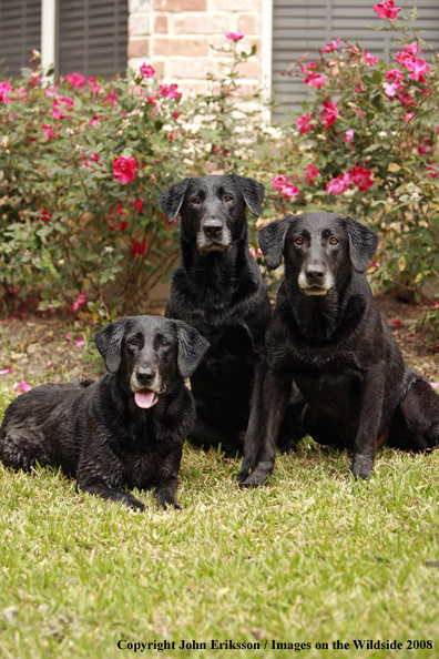 Black Labrador Retrievers in field