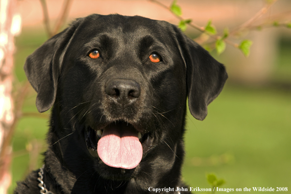 Black Labrador Retriever 