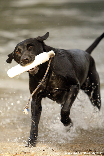 Black Labrador Retriever